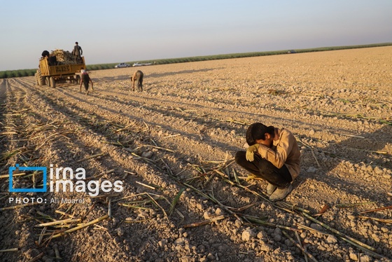 گزارش تصویری | کشت نیشکر در خوزستان