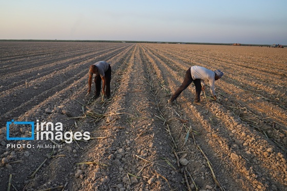 گزارش تصویری | کشت نیشکر در خوزستان