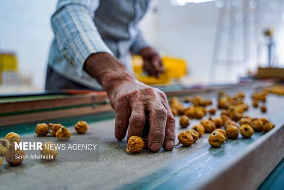 گزارش تصویری | برداشت انجیر در استهبان
