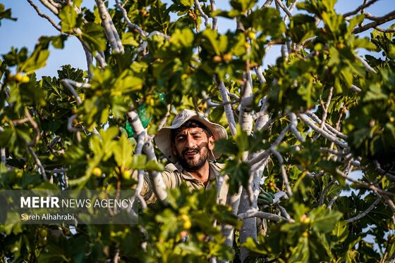 گزارش تصویری | برداشت انجیر در استهبان
