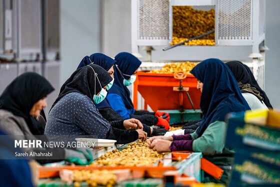 گزارش تصویری | برداشت انجیر در استهبان