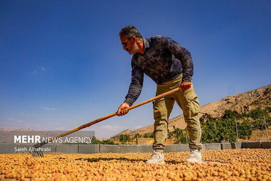 گزارش تصویری | برداشت انجیر در استهبان