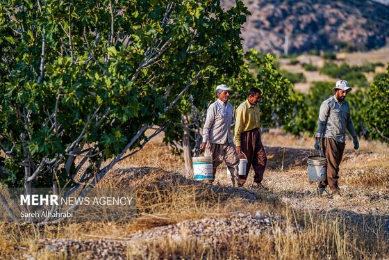 گزارش تصویری | برداشت انجیر در استهبان