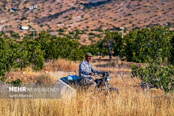 گزارش تصویری | برداشت انجیر در استهبان