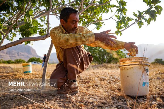 گزارش تصویری | برداشت انجیر در استهبان