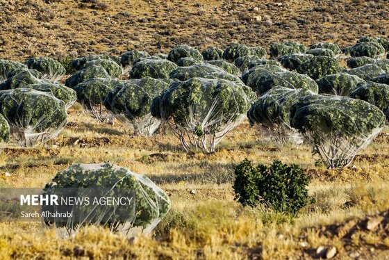 گزارش تصویری | برداشت انجیر در استهبان