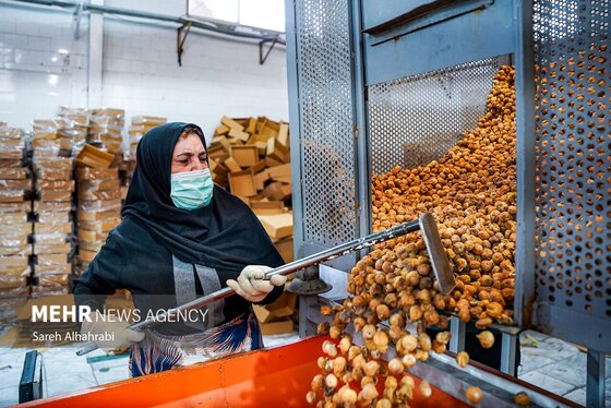 گزارش تصویری | برداشت انجیر در استهبان