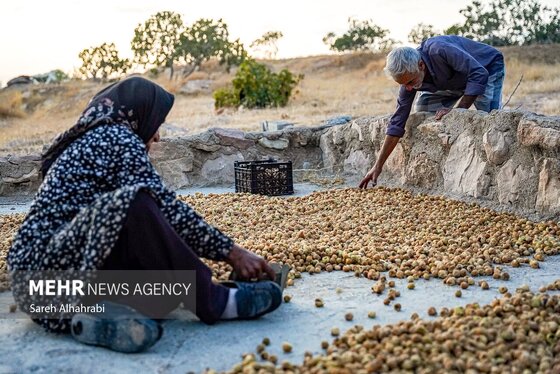 گزارش تصویری | برداشت انجیر در استهبان