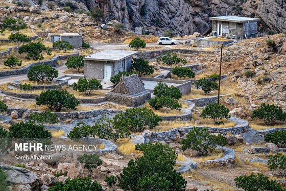 گزارش تصویری | برداشت انجیر در استهبان