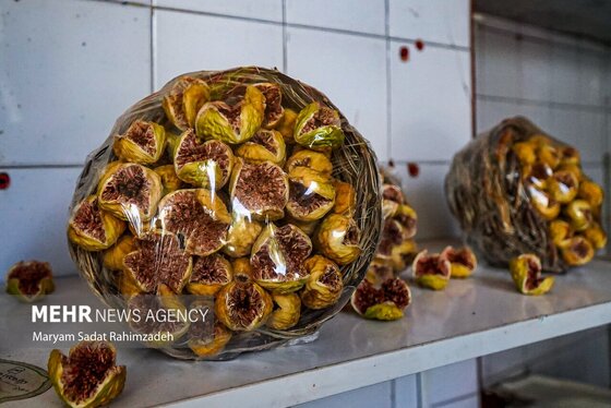 گزارش تصویری | برداشت انجیر در استهبان
