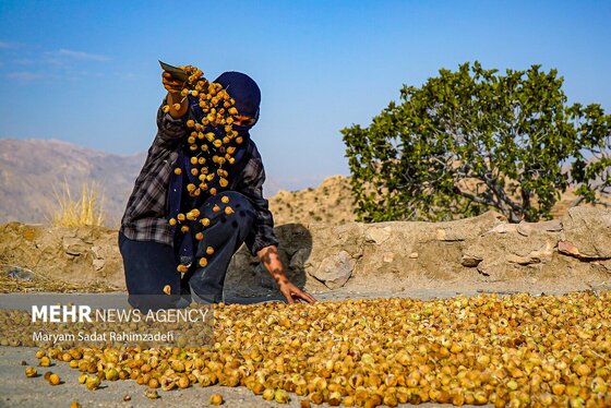 گزارش تصویری | برداشت انجیر در استهبان