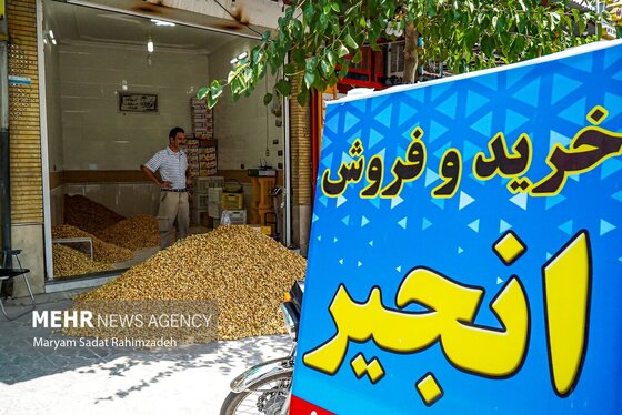 گزارش تصویری | برداشت انجیر در استهبان
