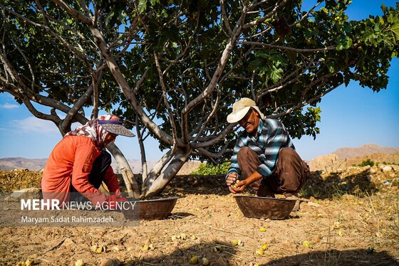 گزارش تصویری | برداشت انجیر در استهبان
