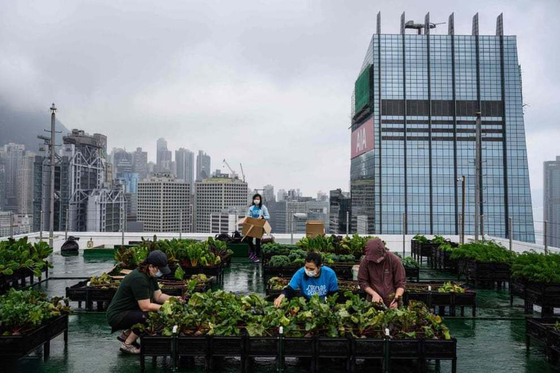 مزارع پشت بامی در هنگ کنگ