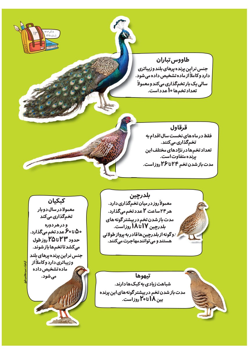 صفحه ۱۵