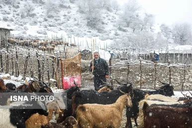 گزارش تصویری | دامداری سنتی گالش مِنزل - سوادکوه