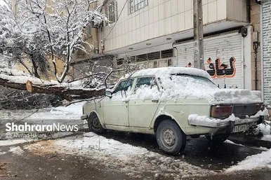 گزارش تصویری | شکستگی درختان در مشهد بر اثر بارش برف