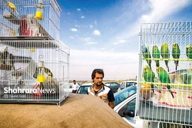 جمع&zwnj;آوری بازار پرندگان و آزادسازی گونه&zwnj;های جانوری در طبیعت