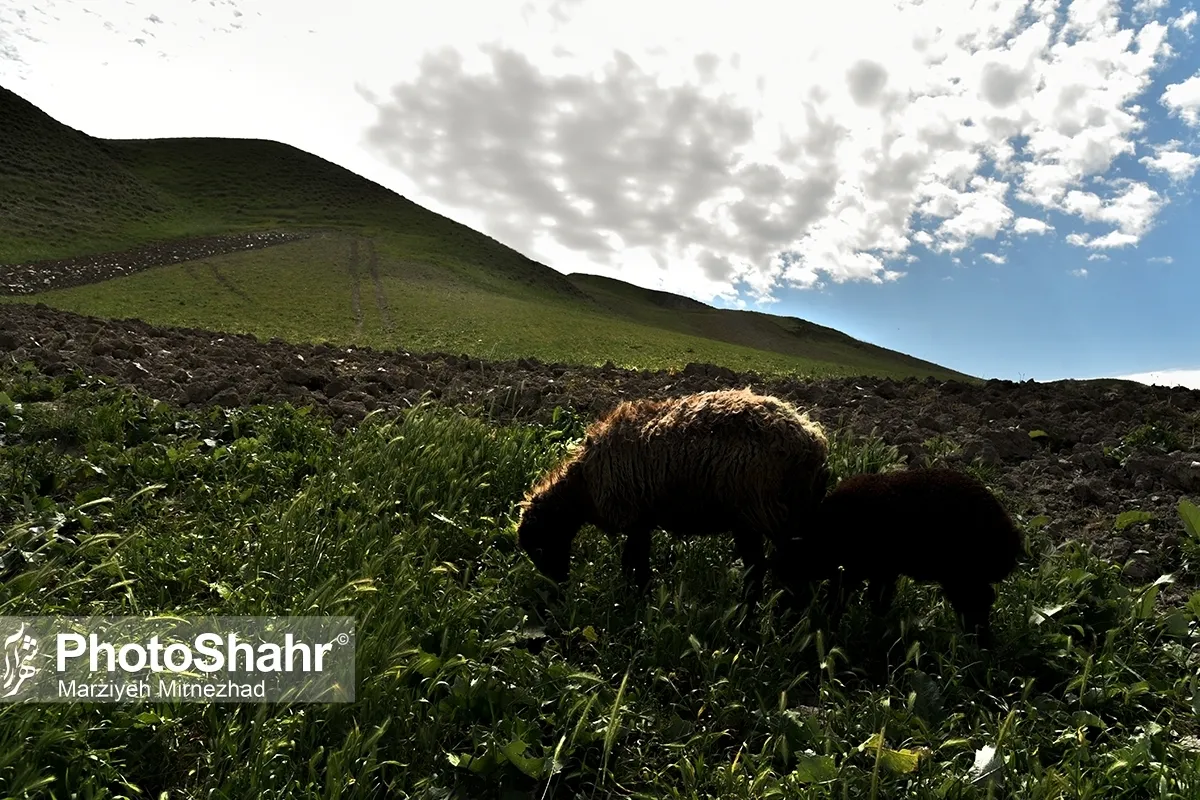 بهبود وضعیت پرورش دام در خراسان رضوی | تولید ۱۲ درصد شیر کشور در استان