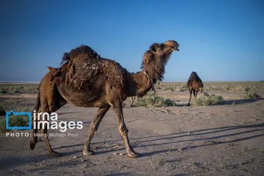 گزارش تصویری | دریاچه نمک حاج علیقلی