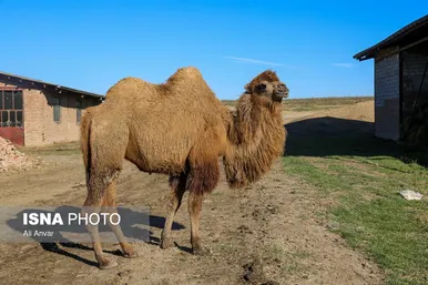 مزرعه شتر دوکوهانه در استان اردبیل