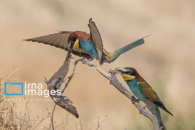 گزارش تصویری | پرنده‌ای به نام زنبور خوار اروپایی