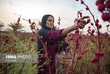 ایران زیباست | برداشت چای ترش