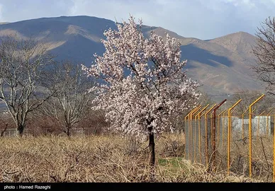 شکوفه‌های بهاری ابهر - زنجان