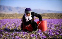 فعالیت حدود ۱۰.۵ میلیون زن بهره‌بردار عشایری در کشور