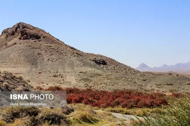 برداشت «زرشک» در روستا‌های خراسان جنوبی