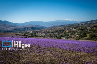 ایران زیباست | برداشت گل زعفران