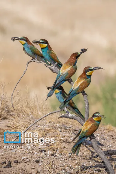 گزارش تصویری | پرنده‌ای به نام زنبور خوار اروپایی