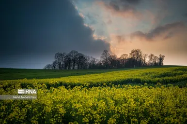 عکس‌هایی از مزارع کلزا