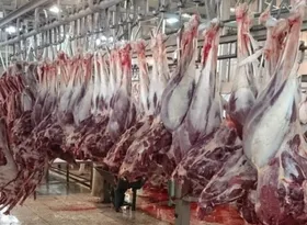 ماجرای ورود شترمرغ&zwnj;های بیمار و عرضه گوشت&zwnj;های حرام در یزد