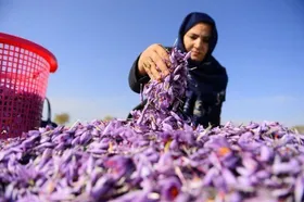 زنان روستایی و عشایر معماران کسب و کار&zwnj;های محلی
