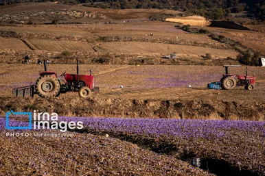 ایران زیباست | برداشت گل زعفران