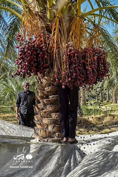 تصاویری زیبا از برداشت خرما در نخلستان‌های نهبندان خراسان جنوبی