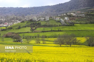 ایران زیباست | کشت کلزا در مناطق کوهستانی دودانگه - مازندران