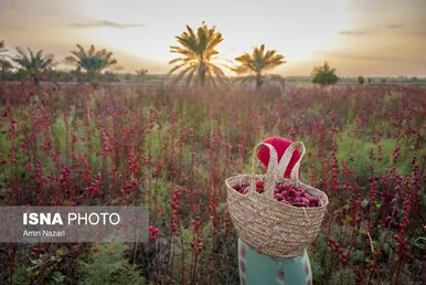 ایران زیباست | برداشت چای ترش
