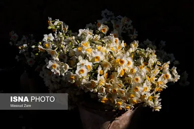 ایران زیباست |  کاشت گل نرگس در یزد
