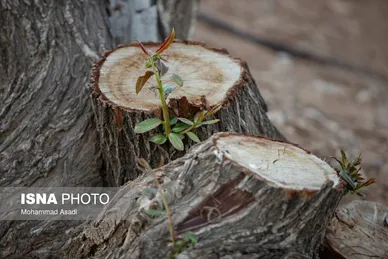 گزارش تصویری | قطع گسترده درختان روستای «اسکان» - شازند