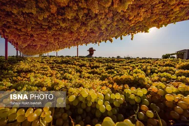 گزارش تصویری | شهرستان تاکستان قطب انگور ایران