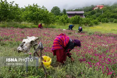 ایران زیباست | برداشت گل‌گاوزبان در روستای «آغوزبن» کندسر