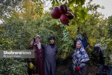 گزارش تصویری | فصل برداشت انار از باغ‌های شهرستان کاشمر