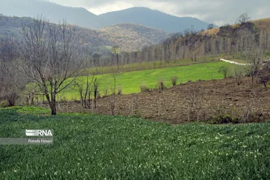 ایران زیباست | برداشت نرگس در گلستان