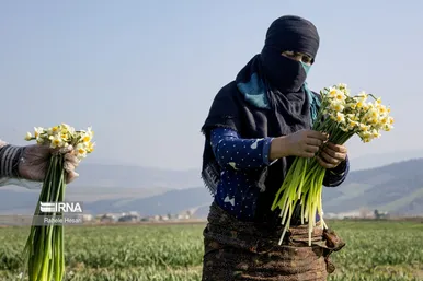 ایران زیباست | برداشت نرگس در گلستان
