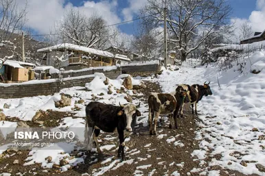 ایران زیباست | زمستان روستای ییلاقی بالا چلی