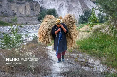 گزارش تصویری | برداشت سنتی برنج در سوادکوه