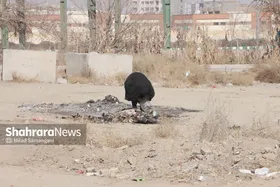 حل معضل جولان معتادان متجاهر محله حسین&zwnj;آباد