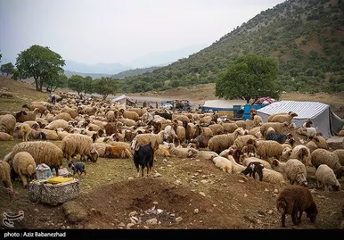 عبور عشایر از خرم آباد